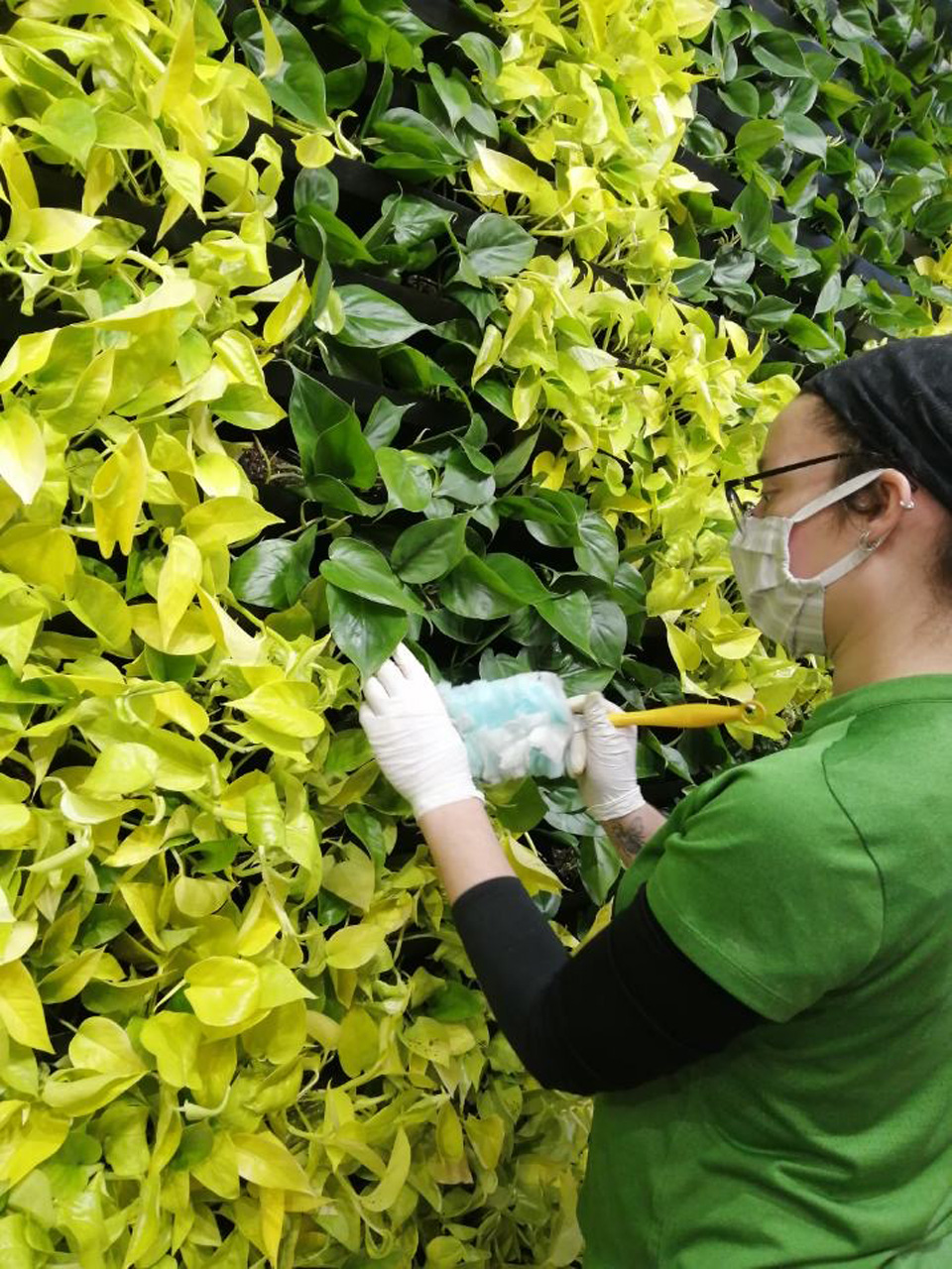 A team member maintaining one of our beautiful green walls